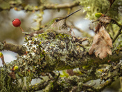 It’s nesting season for the hummingbirds 