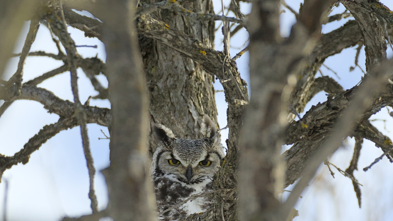 Manitoba’s Ghost: The Great Horned Owl