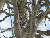 Manitoba’s Ghost: The Great Horned Owl