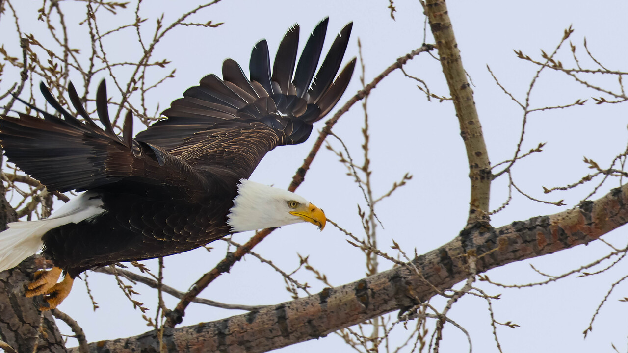 Wham Bam Thank You Ma'am