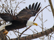 Wham Bam Thank You Ma'am