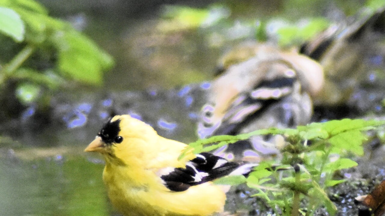 American Goldfinch