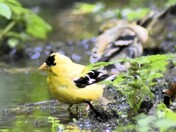 American Goldfinch