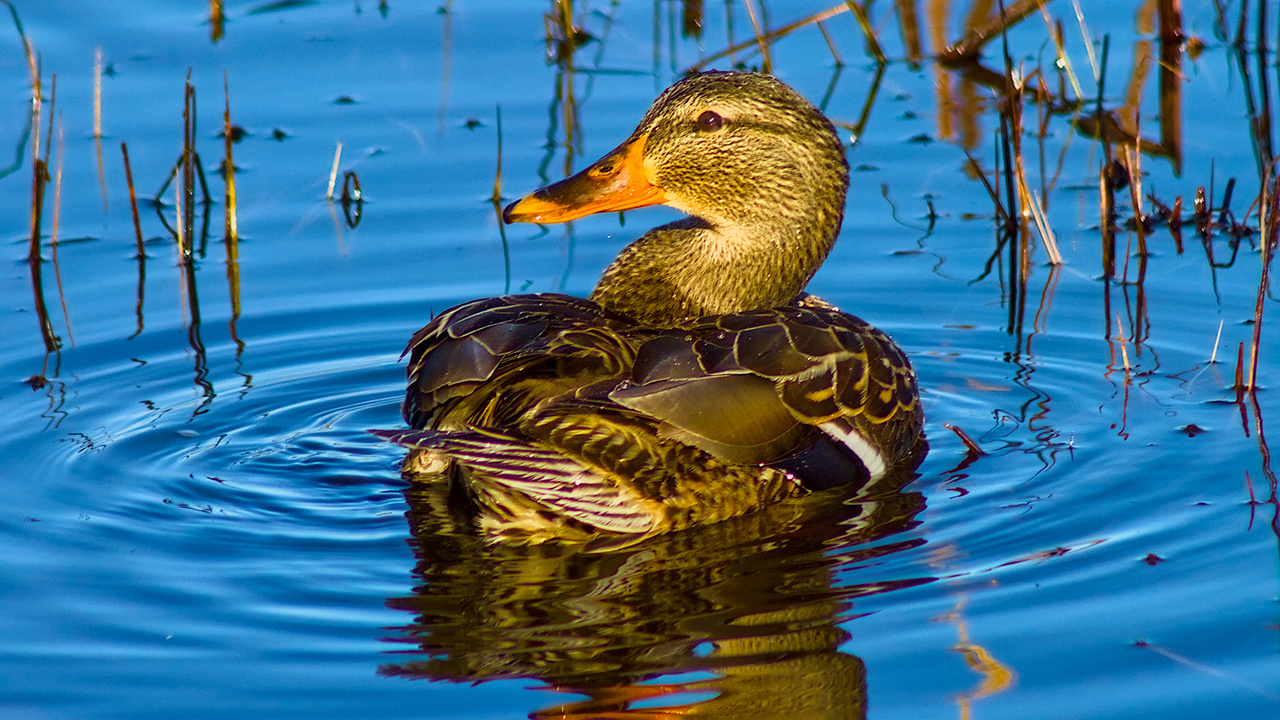 Hen In The Reeds