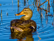 Hen In The Reeds