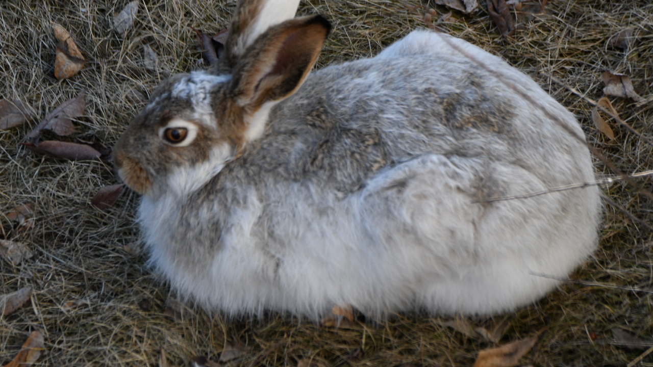 Resting Jackrabbit
