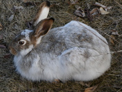 Resting Jackrabbit
