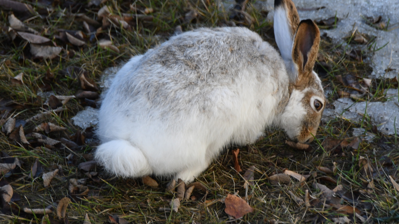 Feeding Jackrabbit