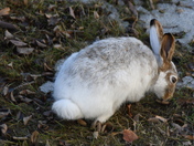 Feeding Jackrabbit