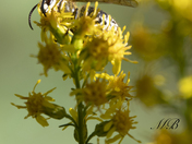 Wasp good camouflage