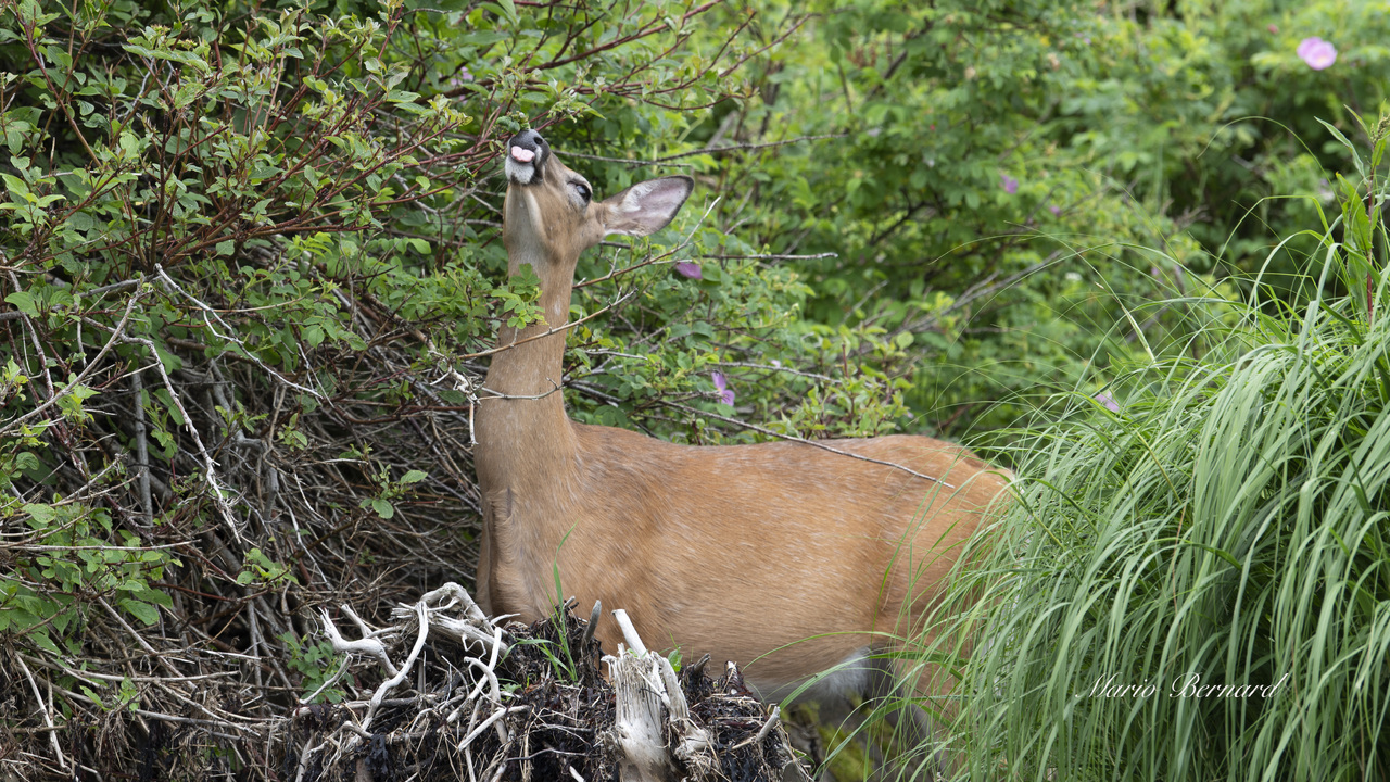Deer in Bic Park, Quebec, écanada