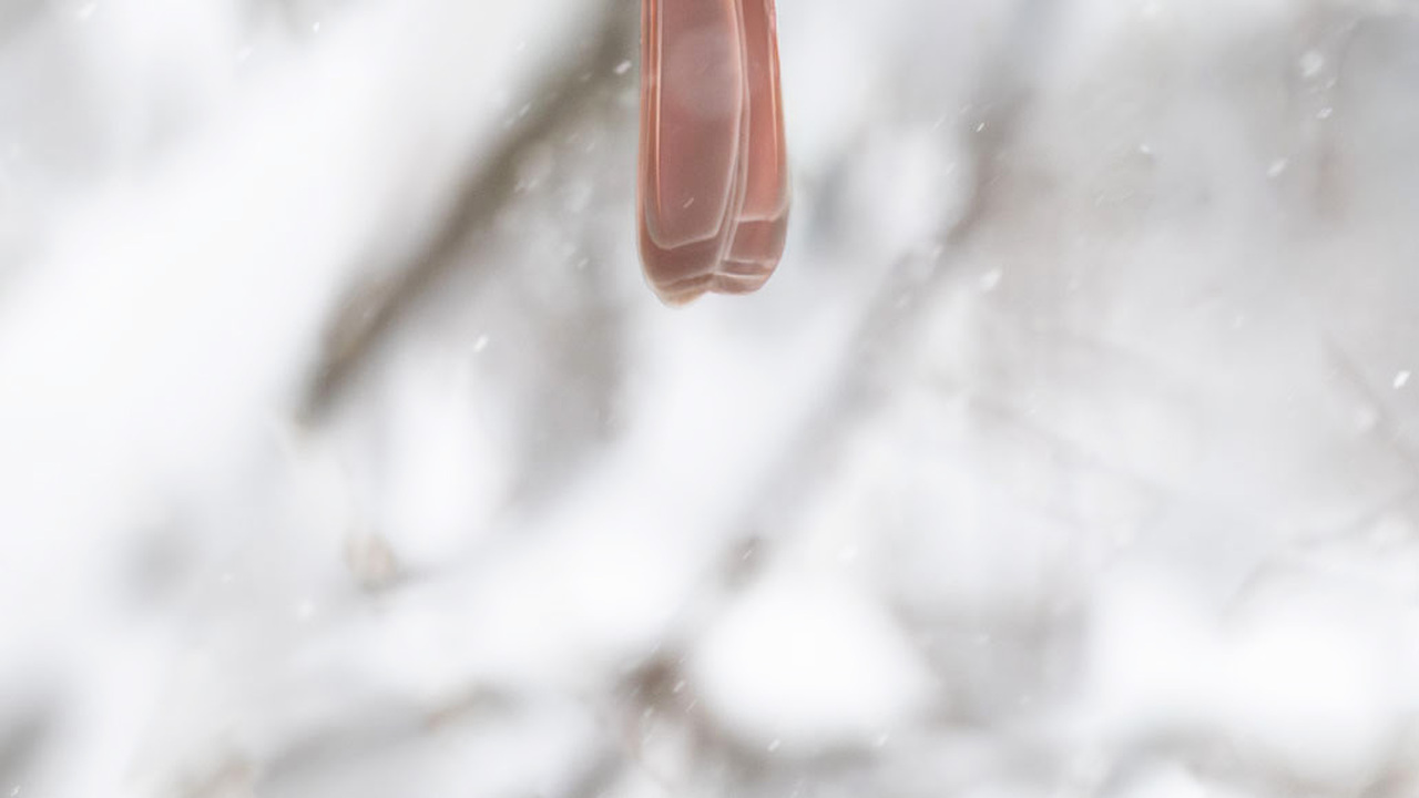 A Cardinal’s Quiet Spring