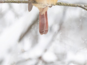 A Cardinal’s Quiet Spring
