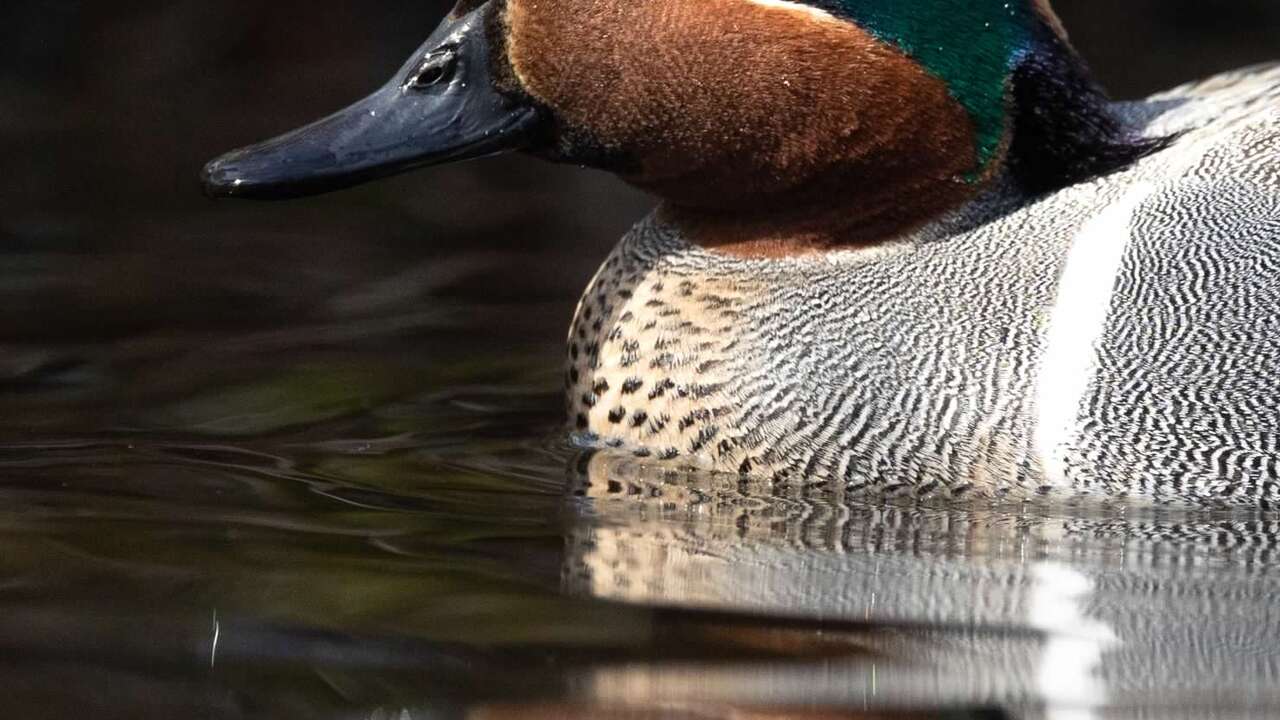Emerald Drift in Golden Light 