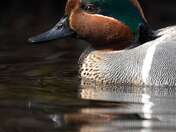 Emerald Drift in Golden Light 