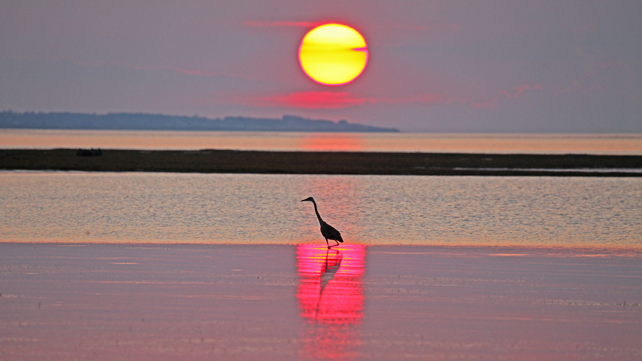 Heron at Sunset