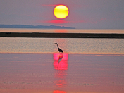 Heron at Sunset