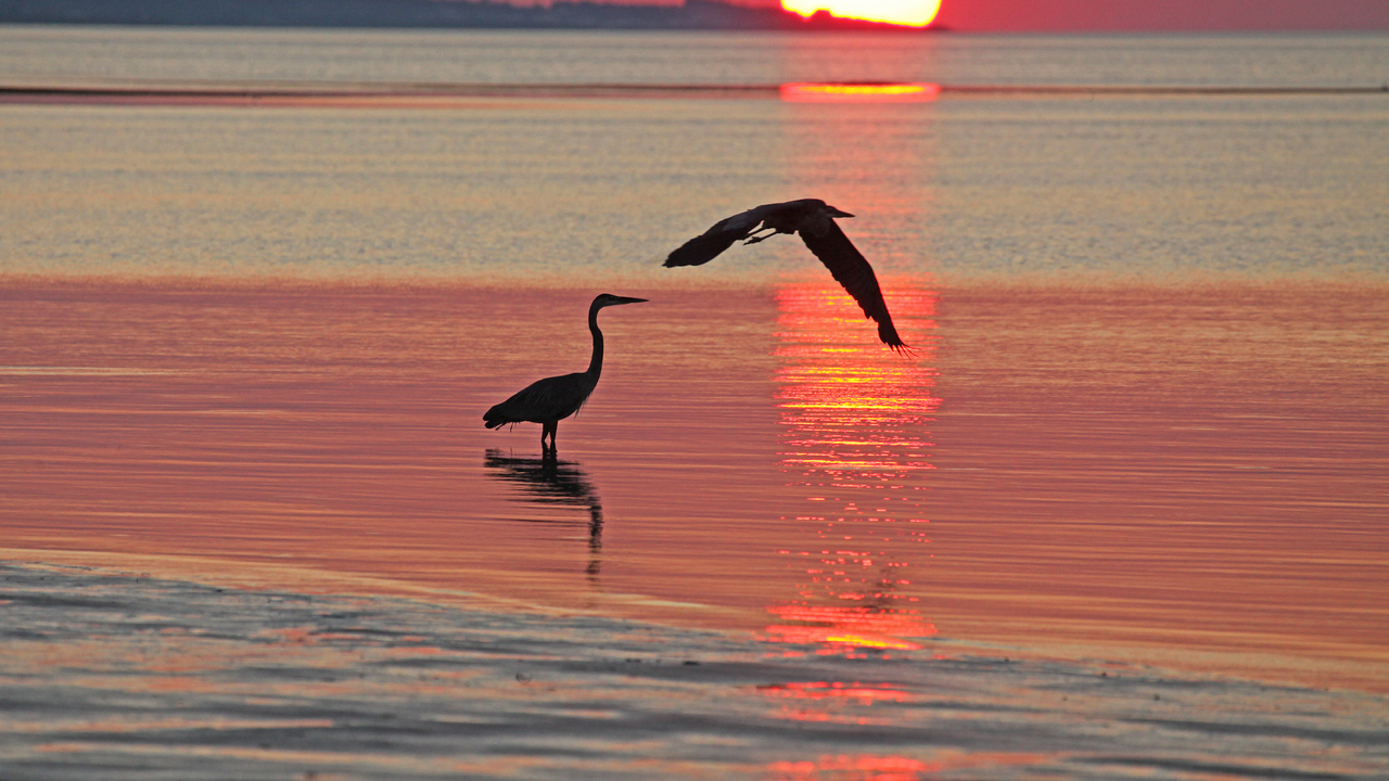 Herons at Sunset