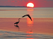 Herons at Sunset