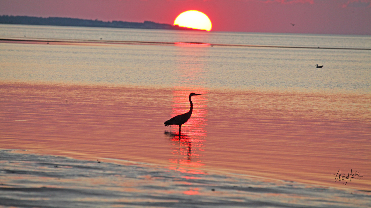 Herons at Sunset