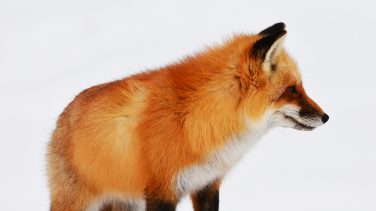 Red Fox