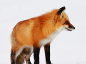 Red Fox