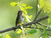 Song sparrow 