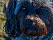 Photographer In A Dog's Eyes