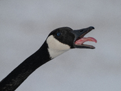Canada Goose
