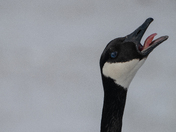 Canada Goose