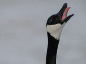 Canada Goose