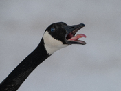 Canada Goose