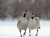 Canada Goose