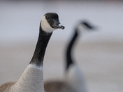 Canada Goose