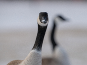 Canada Goose