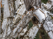 Phantom of the North