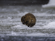 Muskrat not impressed by the snow
