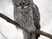 Great Grey Owl
