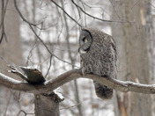 Great Grey Owl