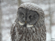 Great Grey Owl
