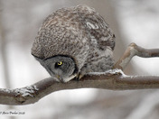 Great Grey Owl
