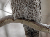 Great Grey Owl