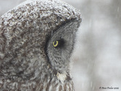 Great Grey Owl