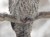 Great Grey Owl