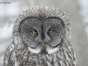 Great Grey Owl