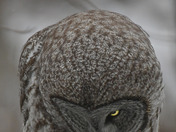 Great Grey Owl