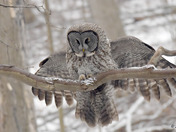 Great Grey Owl