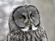 Great Grey Owl