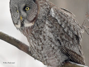 Great Grey Owl