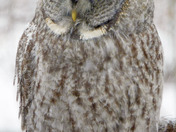 Great Grey Owl